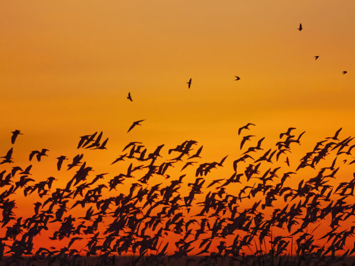 vol d'oiseau au lever du soleil Réserve nationale du Masai Mara