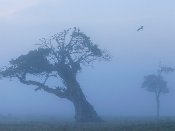 arbre dans la brume Réserve nationale du Masai Mara
