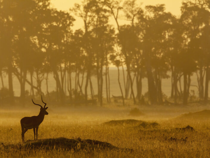 impala male dans la brume Réserve nationale du Masai Mara