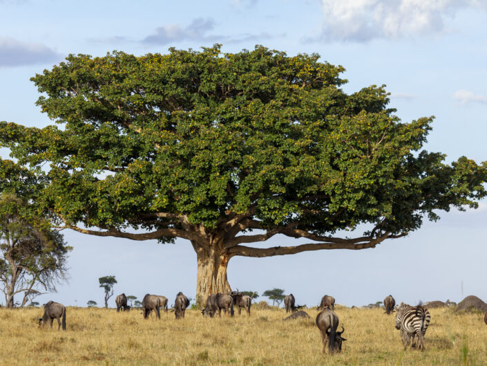 arbre, gnous et zèbres Réserve nationale du Masai Mara