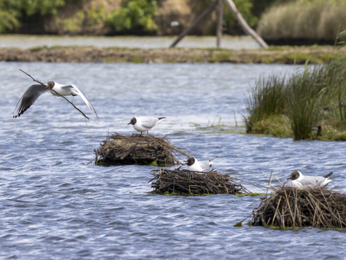 Mouettes rieuses en vol et sur leurs nids, réserve ornithologique du Teich, France
