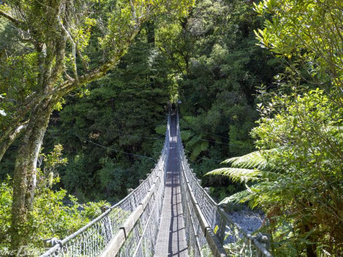 Pont de singe au Mount Climie, près de Wellington, ile du Nord de la Nouvelle Zelande