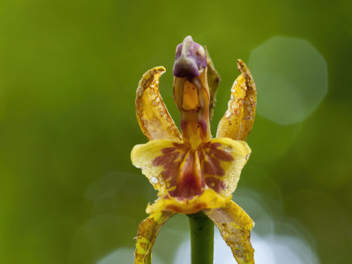 Orchidée, Costa Rica