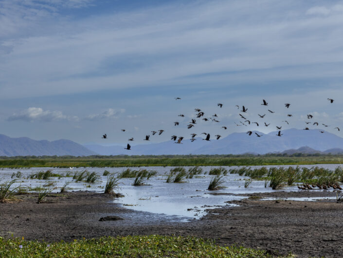 lac et oiseaux en vol