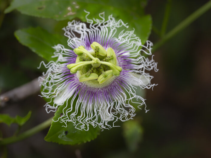 Fleur de passiflore, Madagascar