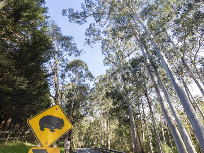 route forestière avec un signe attention aux wombats