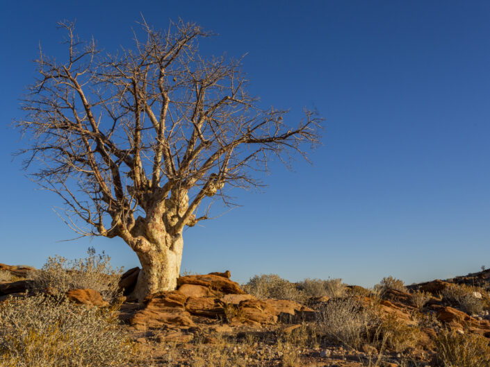 arbre sur un rocher