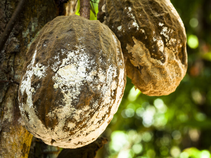 Gousses de cacao, Costa Rica