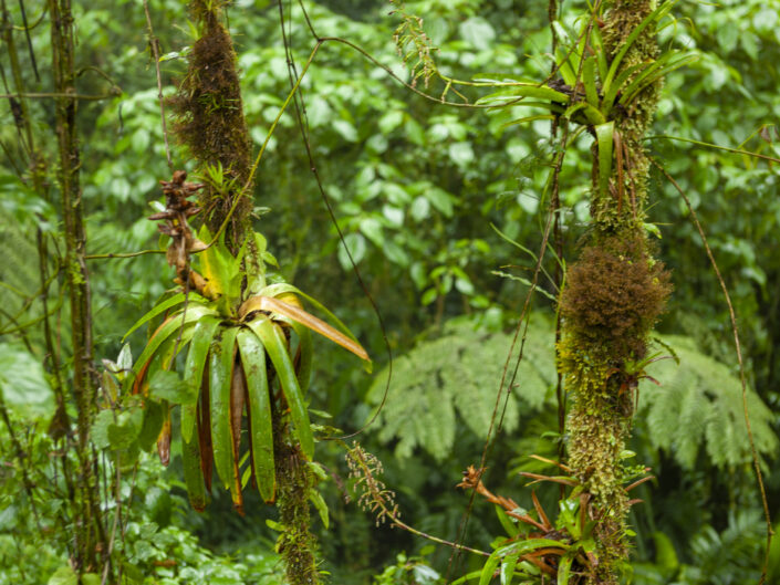 Epiphytes, Costa Rica