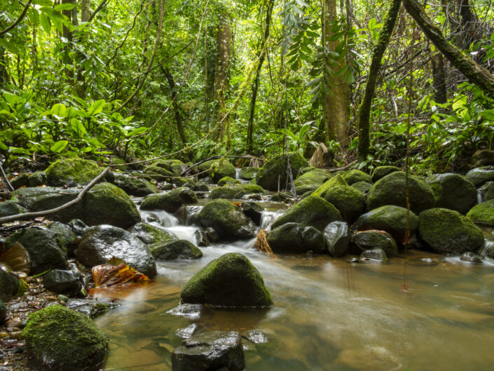 rivière forestière