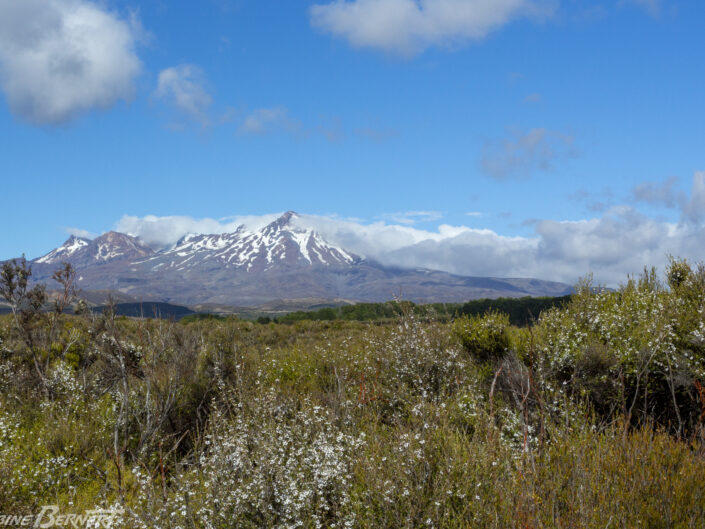 Vue sur le volcan Tongariro, ile du Nord