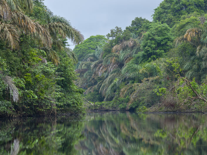 rivière bordée par une forêt, Parc national de Tortuguero