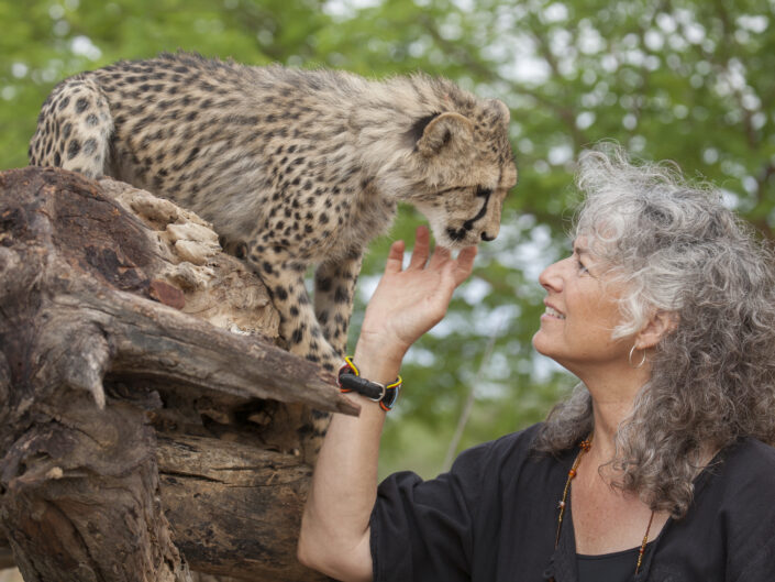 Laurie Marker et un jeune guépard, Cheetah Conservation Fund, Namibie