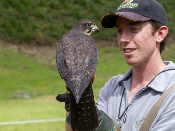 AndrewThomas et un faucon de Nouvelle-Zélande, Wingspan Birds of Prey Centre, Aotearoa Nouvelle-Zélande