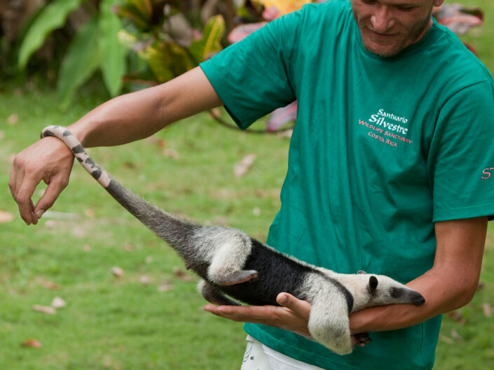 Federico Marco et un tamandua, Osa Wildlife Sanctuary, Costa Rica
