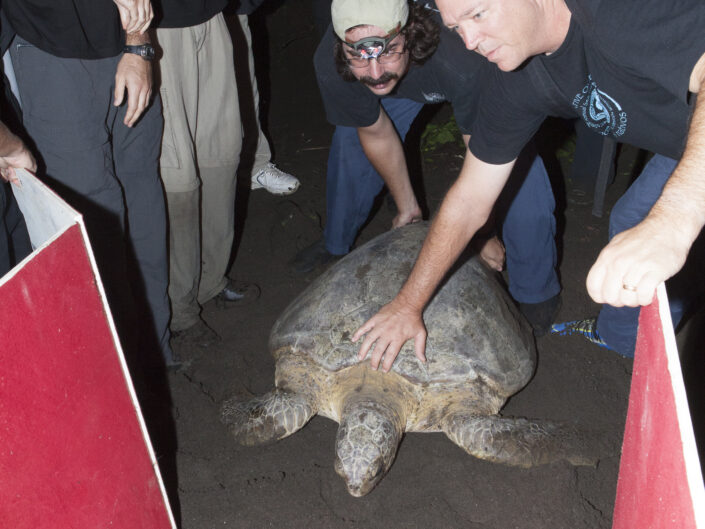 David Godfrey, Dan Revans, Emma Harrisson et une tortue verte, Sea Turtles
