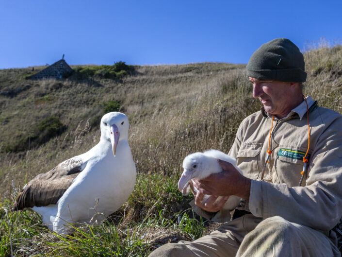 Colin Facer (DOC) et des albatros royaux du Nord, Taiaroa Head, Aotearoa Nouvelle-Zélande