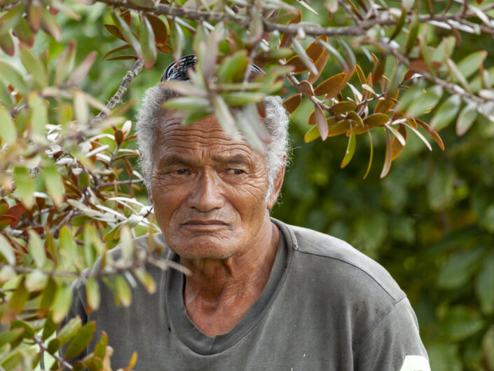 Dave Paniora oeuvre dans une "crèche" de Kauri, arbre endémique menacé d'extinction, Aotearoa Nouvelle-Zélande