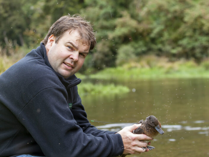 Kevin Evans s'apprête à relâcher une sarcelle brune Pateke à Fiordland, île du Sud, Aotearoa Nouvelle-Zélande
