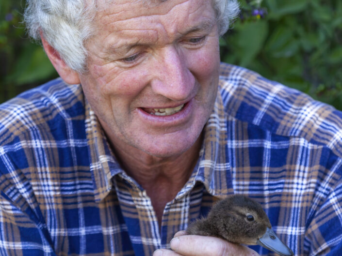 Ron Munro élève des sarcelles brunes Pateke en vue de leur réintroduction à l'état sauvage, île du Sud, Aotearoa Nouvelle-Zélande