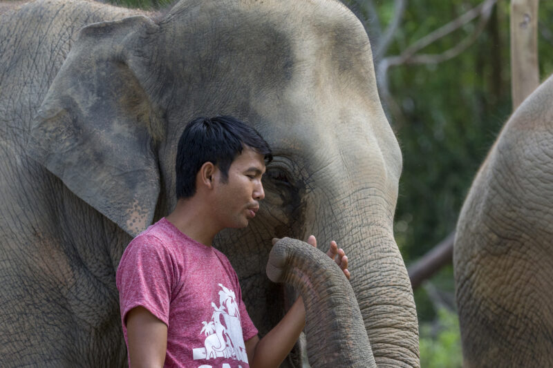 Éléphant d'Asie - Maew Suriza, elephant Haven, Samui Thailande