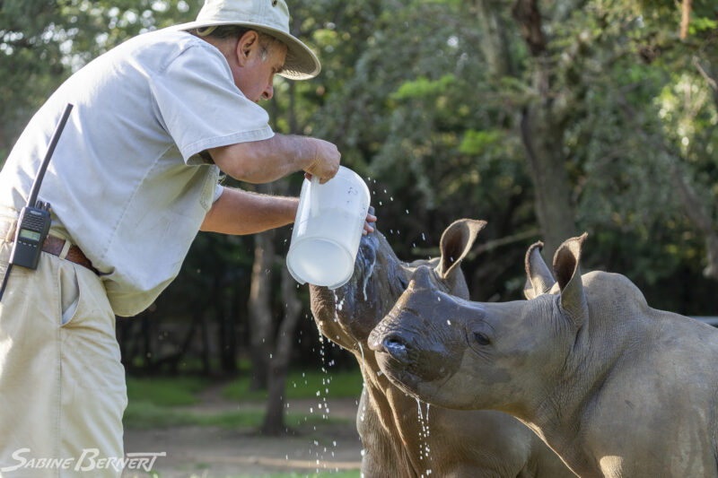 Brian Jones prenant soin de bébés rhinocéros