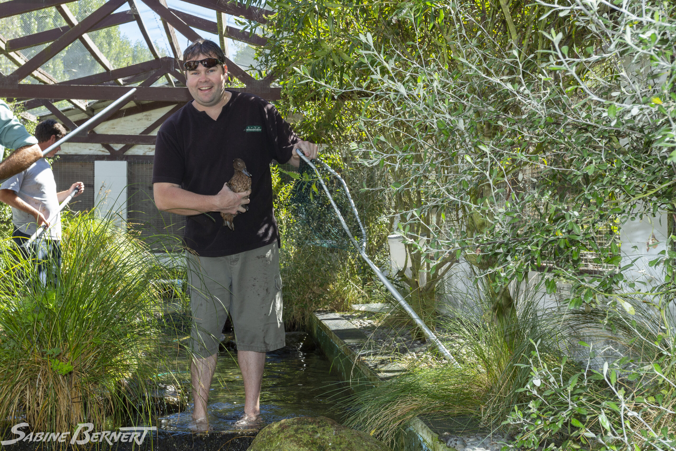 Kevin Evans et une sarcelle brune - Pateke, Nouvelle-Zélande