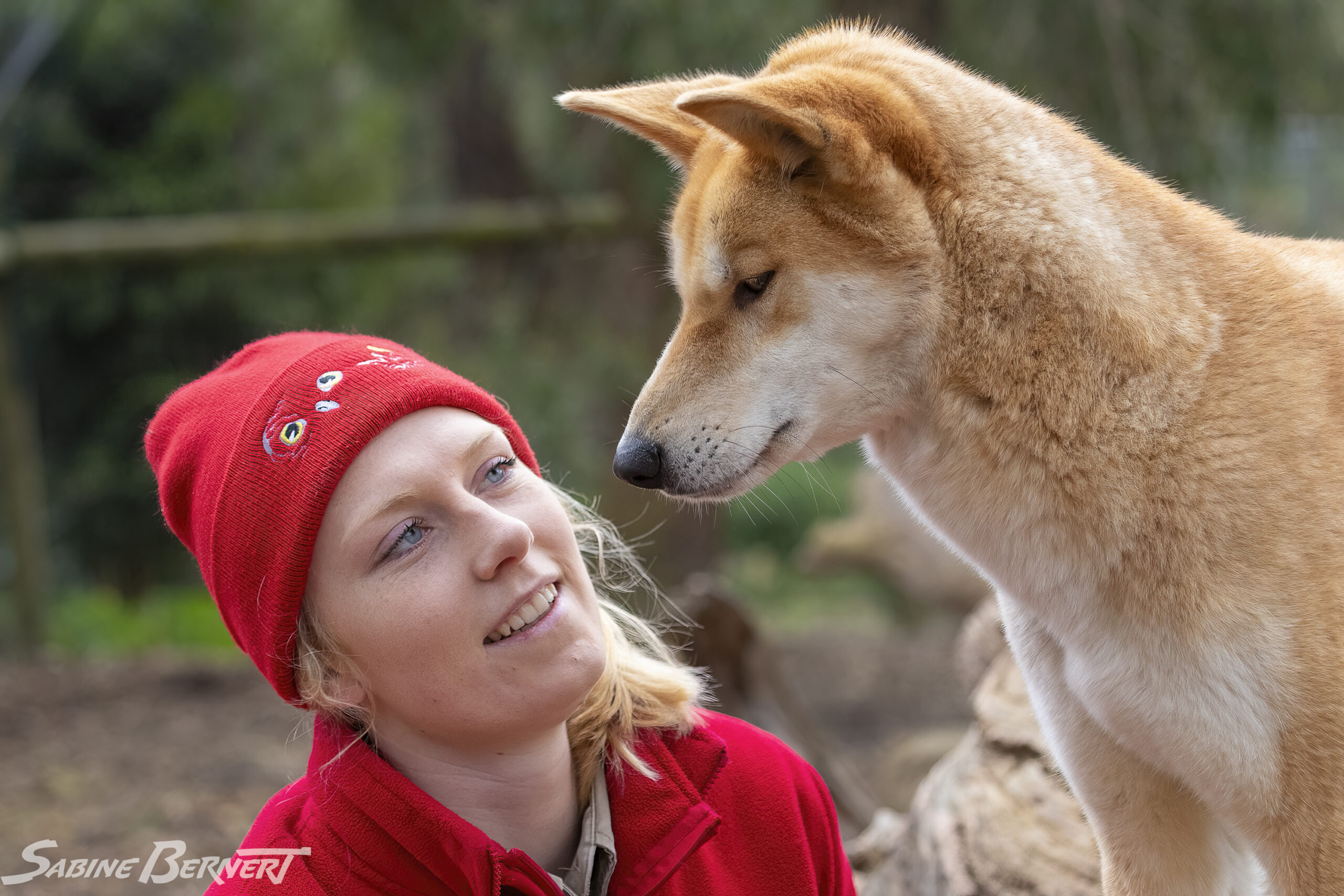 Brittanie Bishop et un Dingo d'Australie, au Moonlit Sanctuary