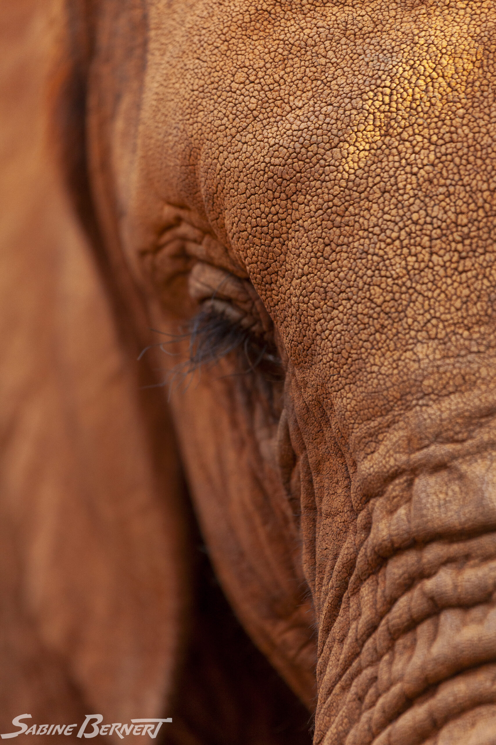 Un éléphanteau de savane d'Afrique au David Sheldrick Wildlife Trust, Kenya. Le Trust recueille les éléphanteaux orphelins et les élève avant de les relâcher dans des reserves.