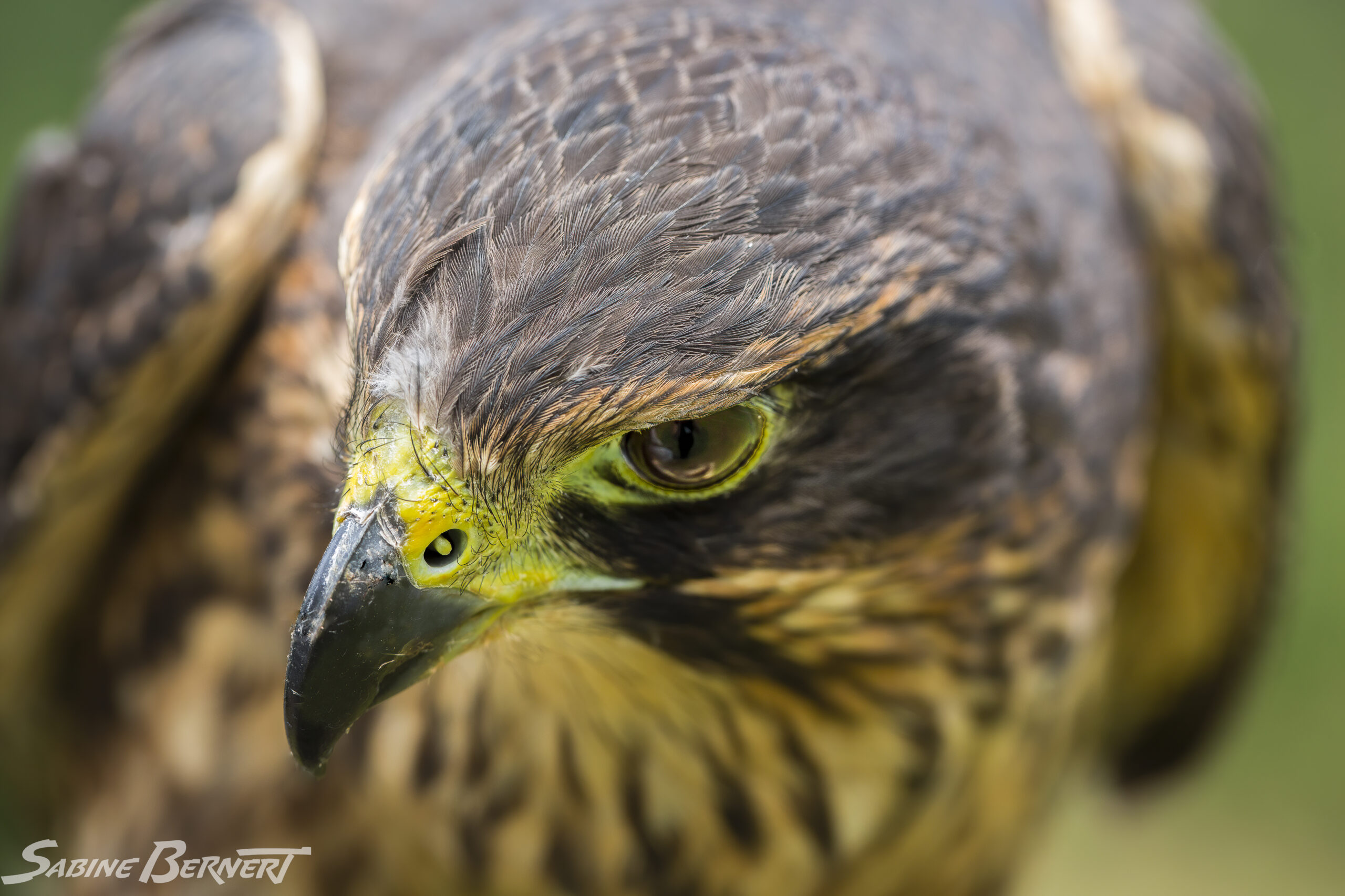 Portrait d'un Faucon de Nouvelle Zelande, au Wingspan birds of prey centre. Endémique à la Nouvelle-Zélande, ce faucon est adapté aux espaces forestiers. Il est listé NT Quasi menacé d'extinction sur la liste rouge de l'IUCN.