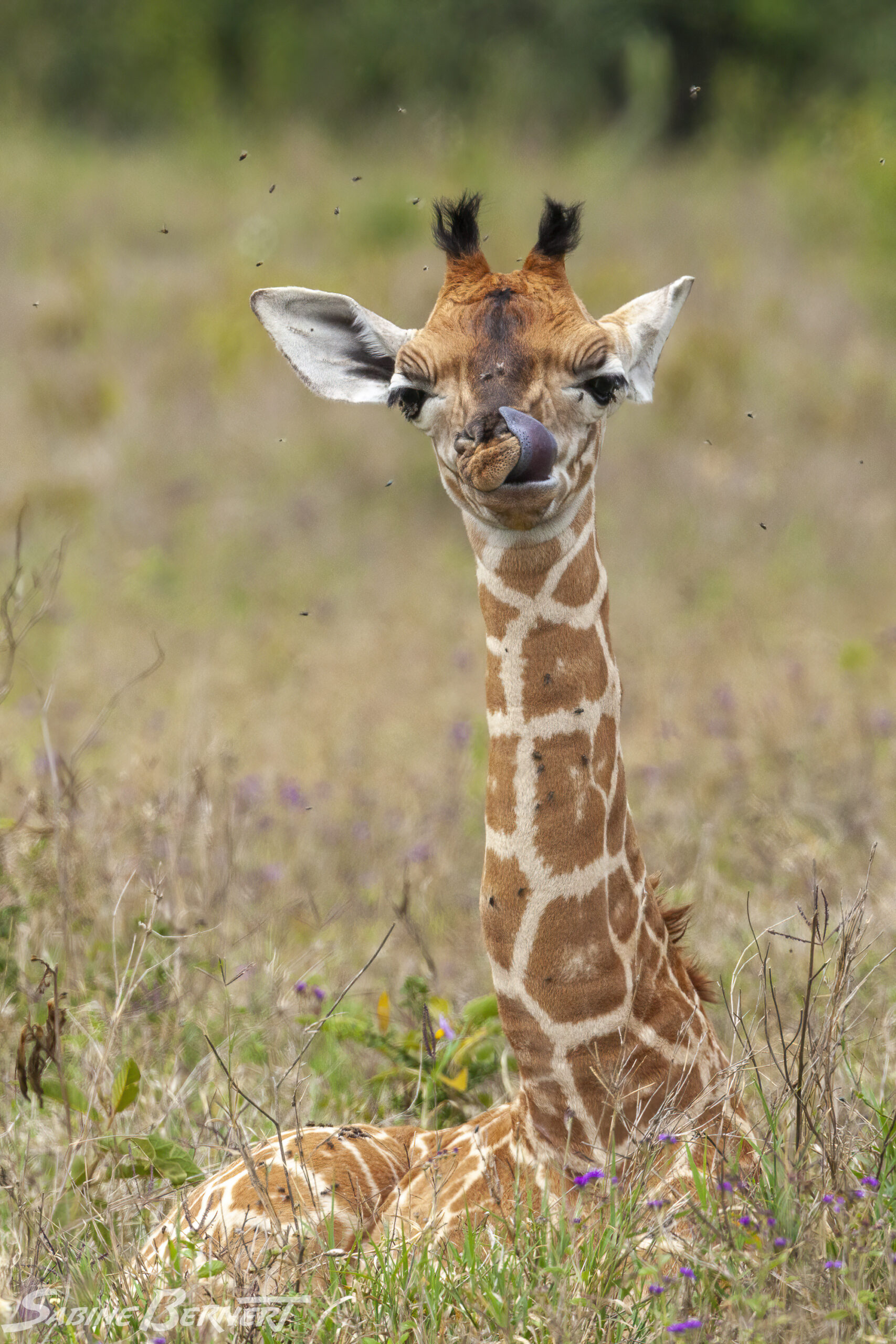 Girafon de Rotshchild, Conservancy Soysambu, Kenya