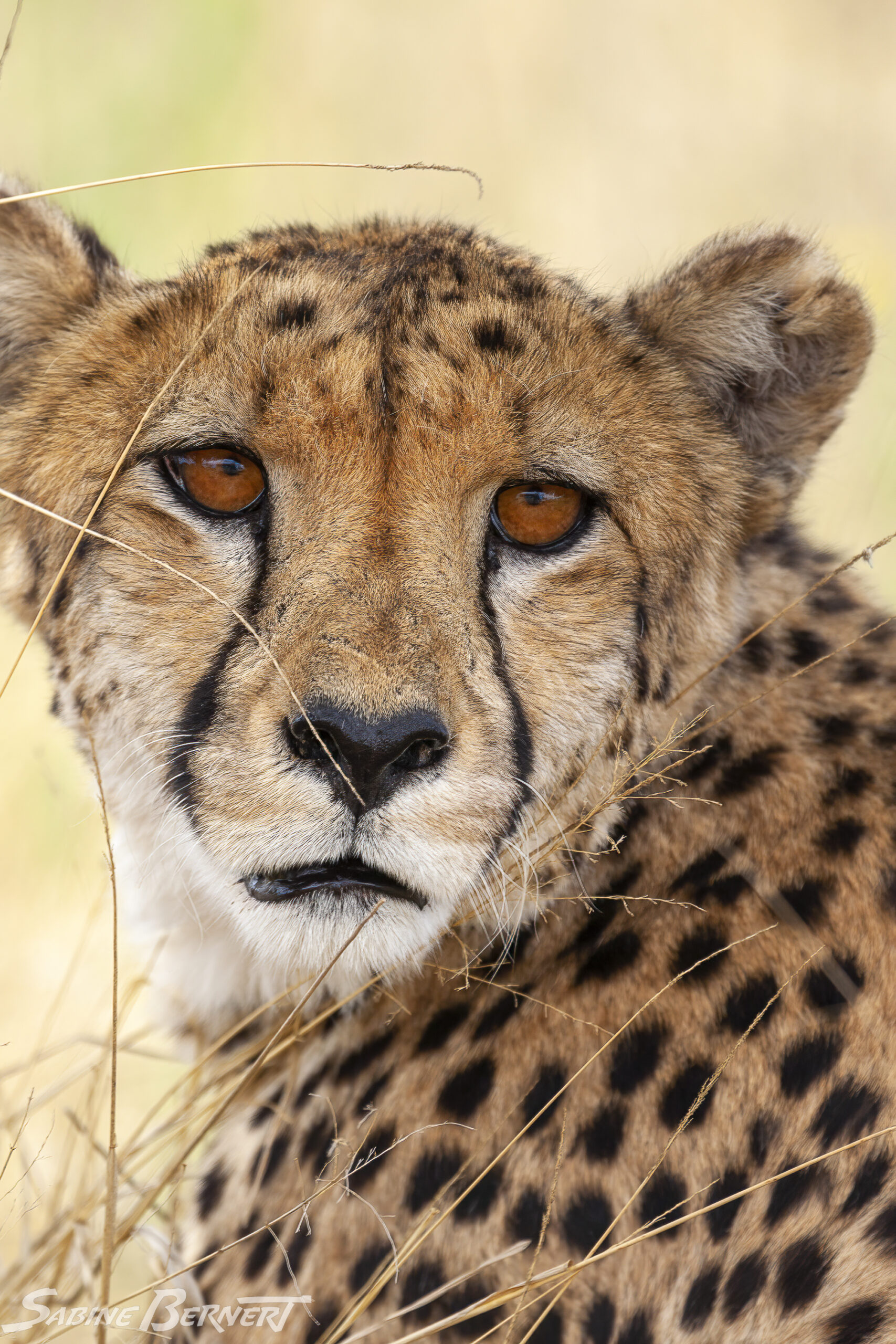 portrait d'un guépard au Cheetah Conservation Fund Namibie