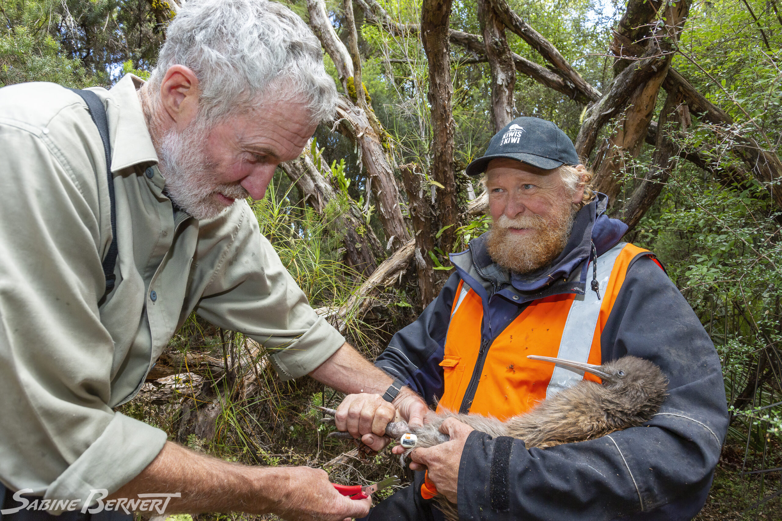 Les Moran et Hugh Robertson du Department of Conservation baguent un Kiwi Tokoeka sur l’île Stewart