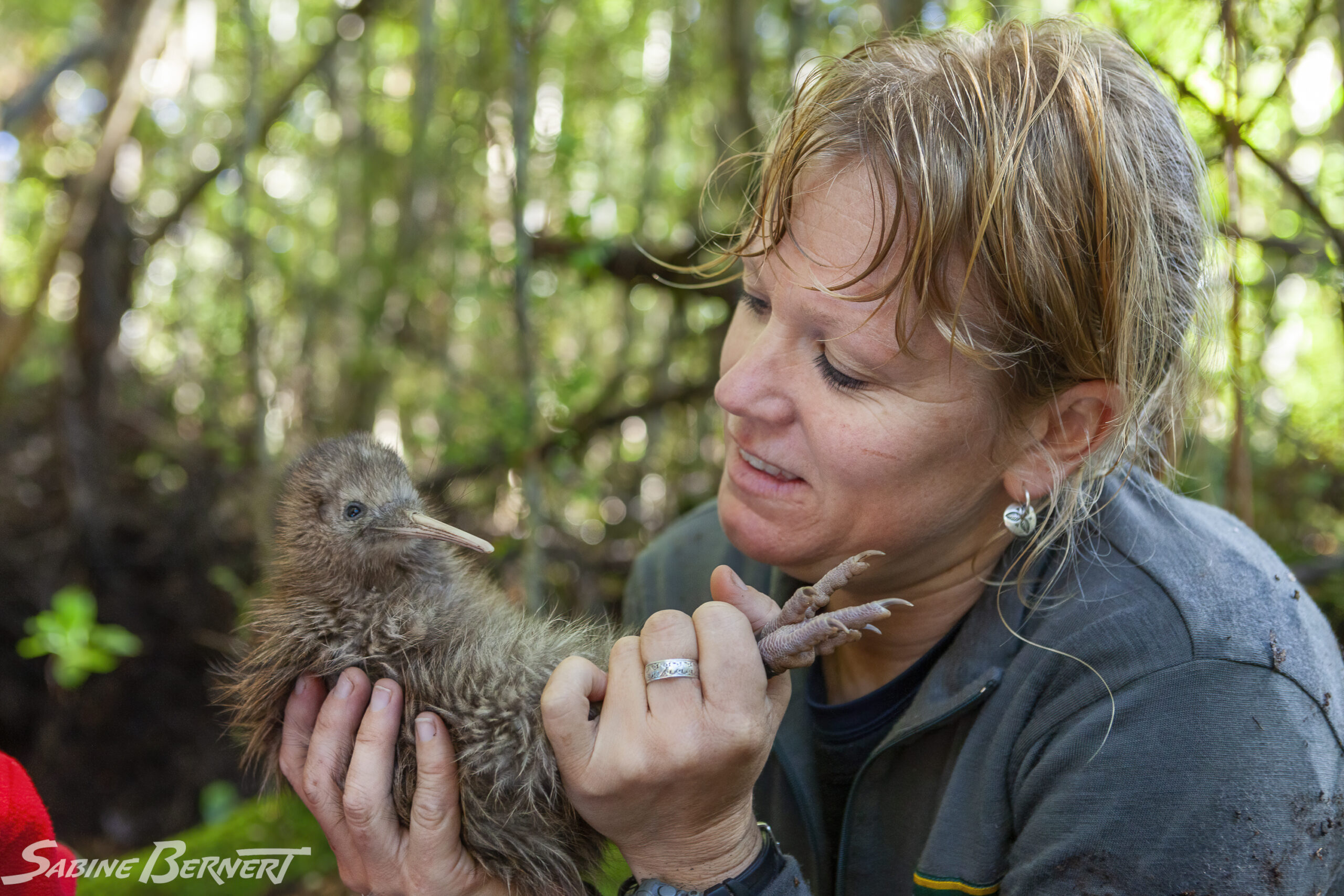 Hannah Edmonds du Department of Conservation vérifie la croissance d’un kiwi juvénile sur une « île-crèche ».