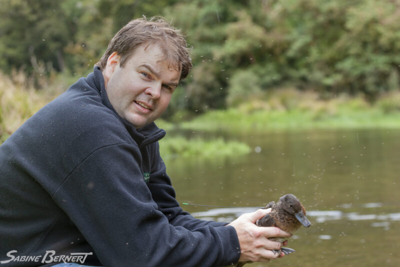 Kevin Evans et une sarcelle brune - Pateke, Nouvelle-Zélande