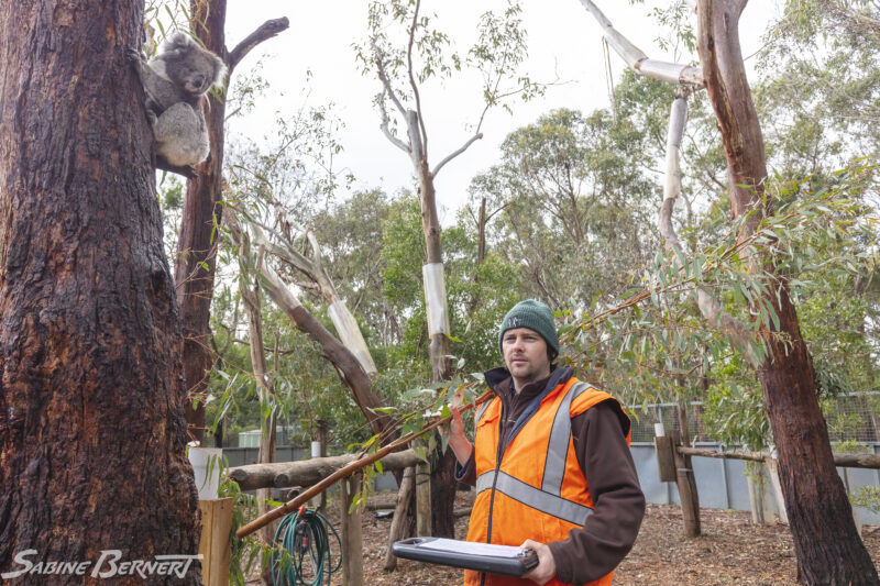 Daniel Kallstrom, Koala Conservation Centre, Australie