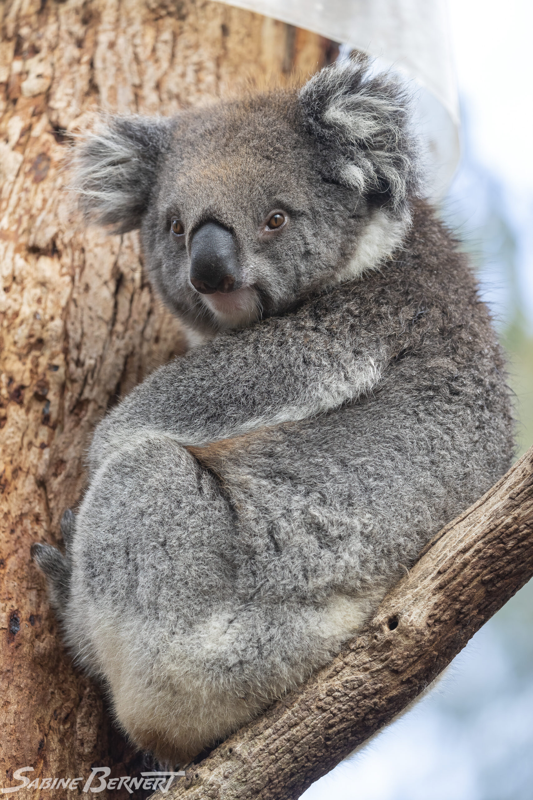 Koala conservation Centre