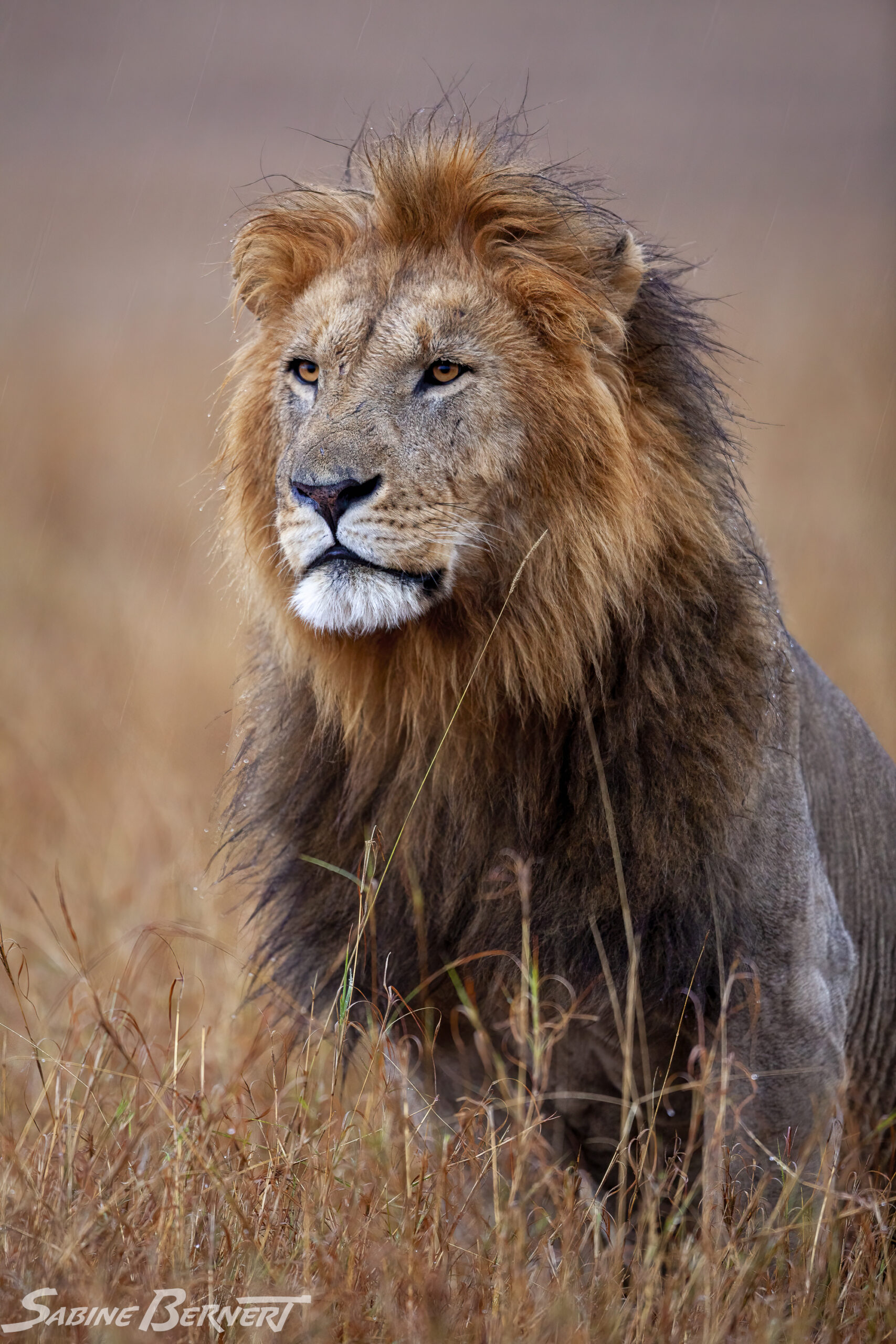 Lion dans la savane du Masai Mara, Kenya