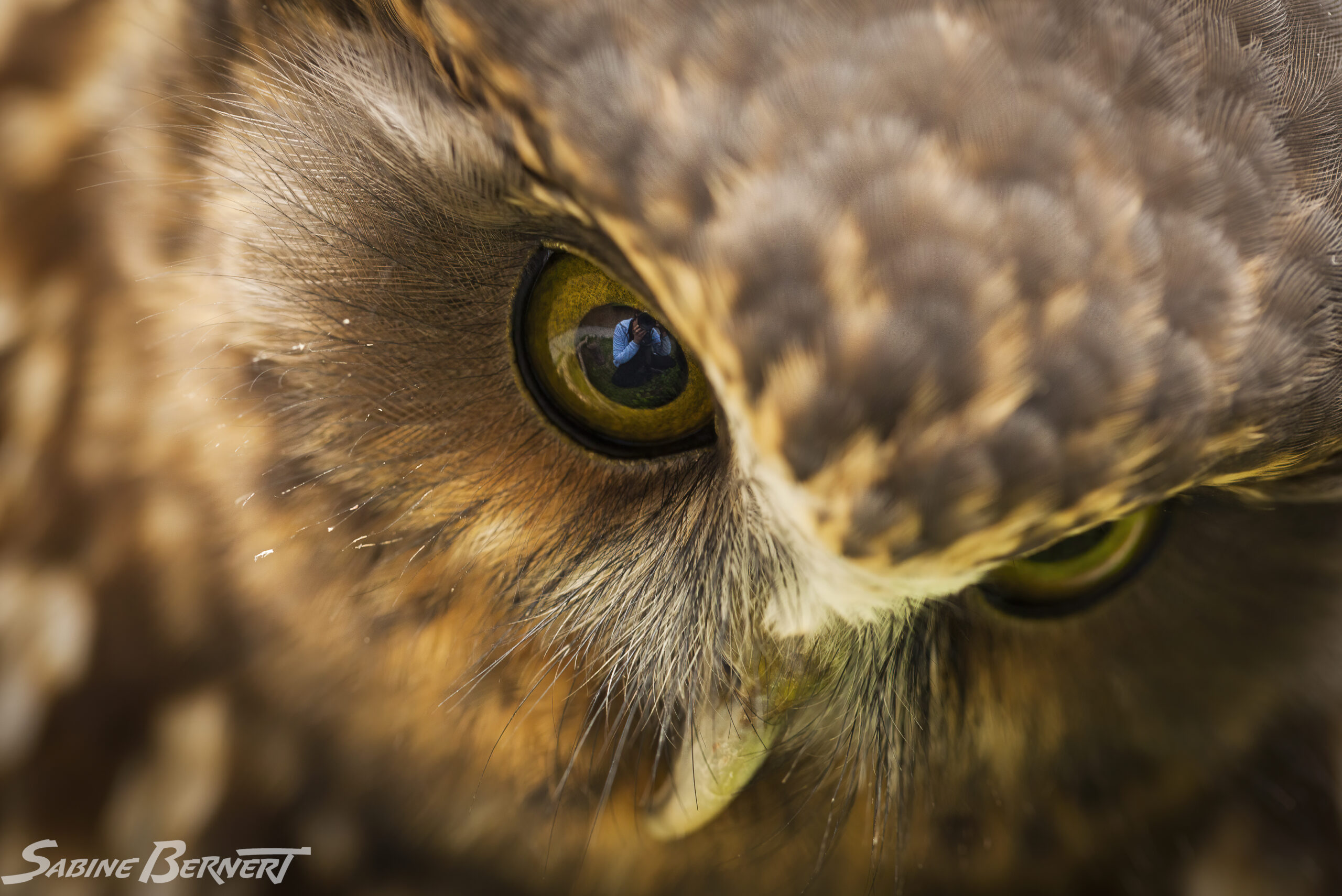 Portrait d'une chouette Ruru, au Wingspan birds of prey centre.