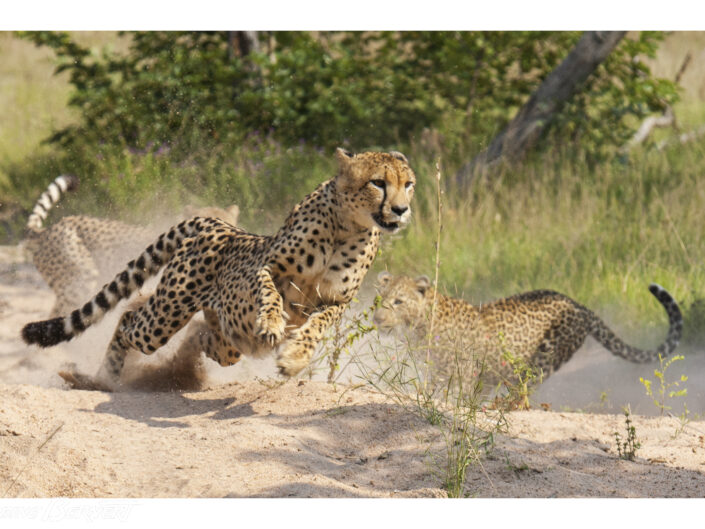 Guépards chassés par un léopard Afrique du Sud, Afrique Le guépard a inspiré à des chercheurs américains un robot guépard ultra-rapide qui copie sa course... Mais quand le «vrai» guépard peut atteindre la vitesse de 110 km/h durant quelques minutes lorsqu’il chasse, son jumeau robot plafonne encore à… 15 km/h ! L’original reste le maître en la matière.