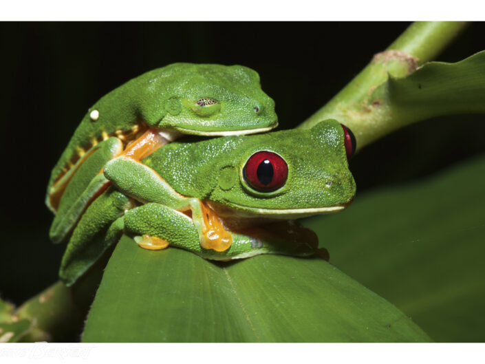Grenouilles aux yeux rouges Costa Rica, Amérique centrale La plante des pieds des grenouilles arboricoles est une belle source de bio-inspiration. Sa forme a déjà inspiré les ventouses que nous utilisons dans nos maisons. Leur étude plus approfondie a révélé la présence de microscopiques dalles, semblables à des pavés, et la sécrétion d’un fluide qui renforce l’adhésion. Mais, quand le fluide est remplacé par de l’air, tout se décolle facilement : et voilà l’idée d’un adhésif réversible !
