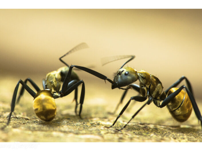 Fourmis Camponotus Costa Rica, Amérique centrale Depuis des dizaines de millions d’années, les fourmis ont développé une politique de coopération efficace. Leur société inspire des secteurs très différents qui vont des modèles de logistique et d’informatique à la création de « maisons passives » adaptées à l’environnement.