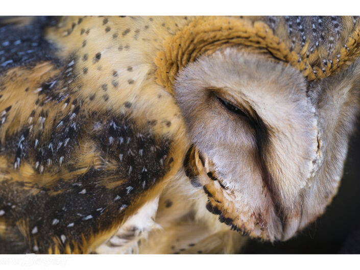 Chouette effraie Namibie, Afrique Les « oreilles » d’une chouette sont situées derrière son « masque facial ». Cette forme ronde oriente les ondes sonores vers son conduit auditif et, en moins d’une milliseconde, la chouette sait exactement d’où provient un son ! Ce système a inspiré des « caméras acoustiques » capables de capter des sons jusqu’à 300 mètres. Chimpanzé commun