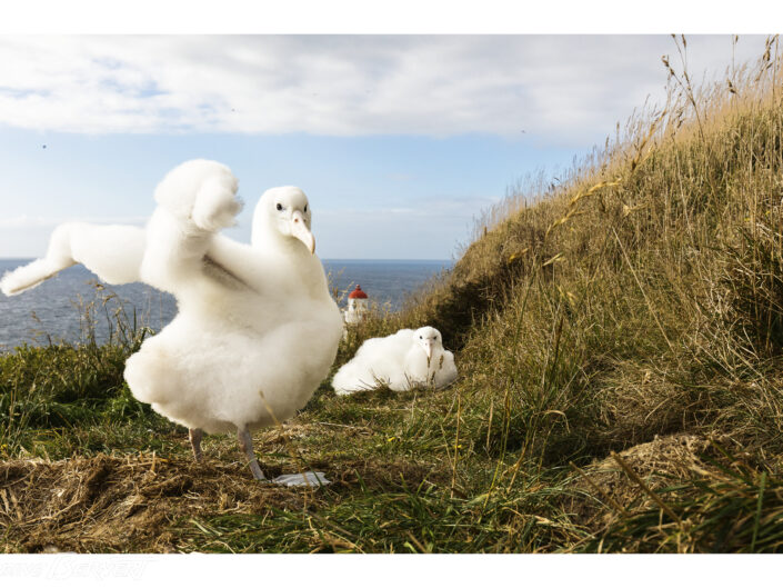 Toroa - Albatros royaux du Nord - Northern royal albatrosses Taiaroa Head - Île du Sud - South Island Ce gracieux géant est mythique : ses ailes, dont l’envergure dépasse 3 mètres, et son incroyable résistance lui permettent de parcourir plus de 190 000 km par an. Passant plus de 85 % de sa vie en mer, il ne se pose sur l’eau que pour se nourrir ou se reposer. Lorsqu’il rejoint sa colonie, c’est pour rencontrer son partenaire qu’il conservera toute sa vie. Ils se retrouveront tous les deux ans pour se reproduire et élever un unique petit.
