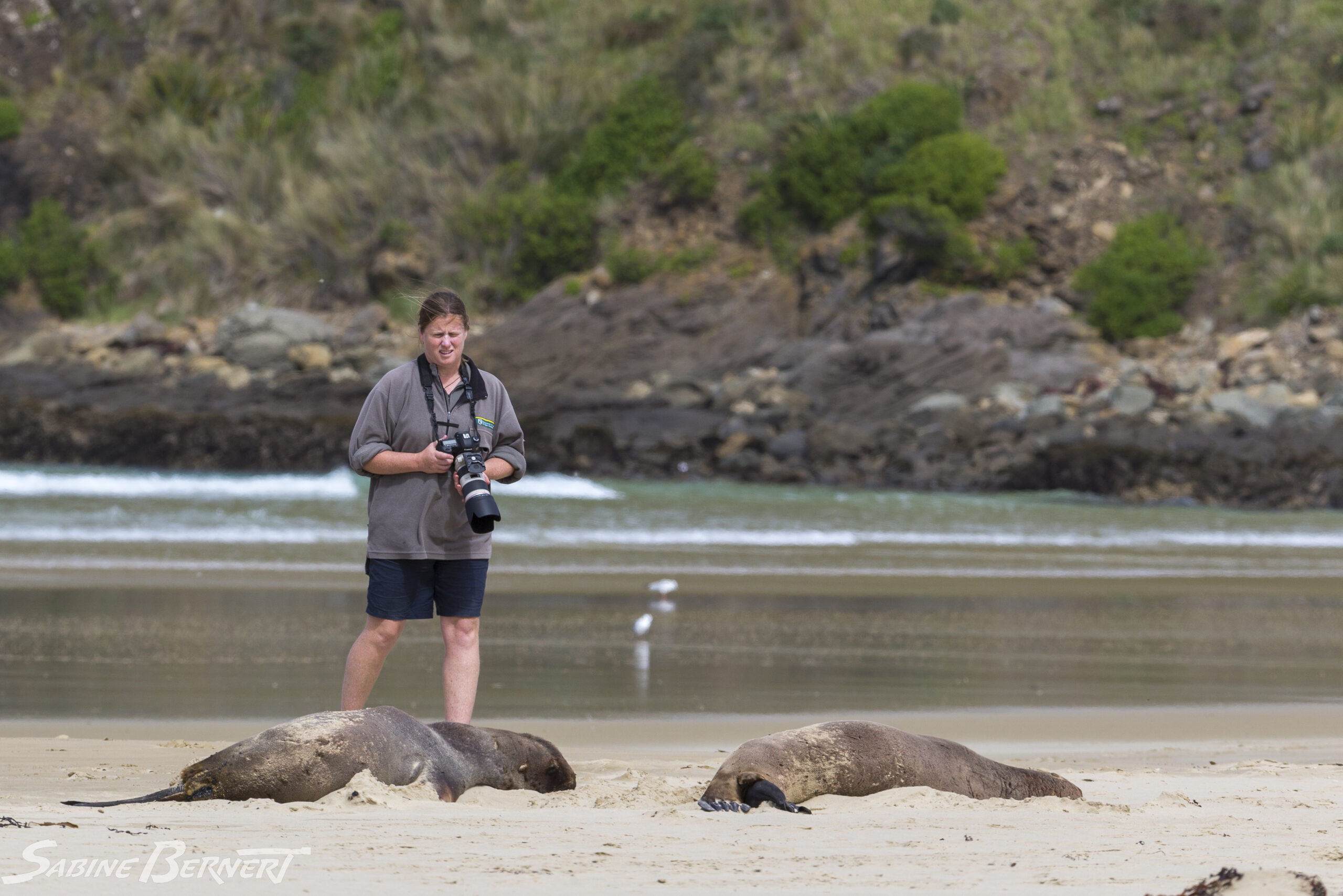 Ros Cole photographiant des lions de mer, Nouvelle-Zélande
