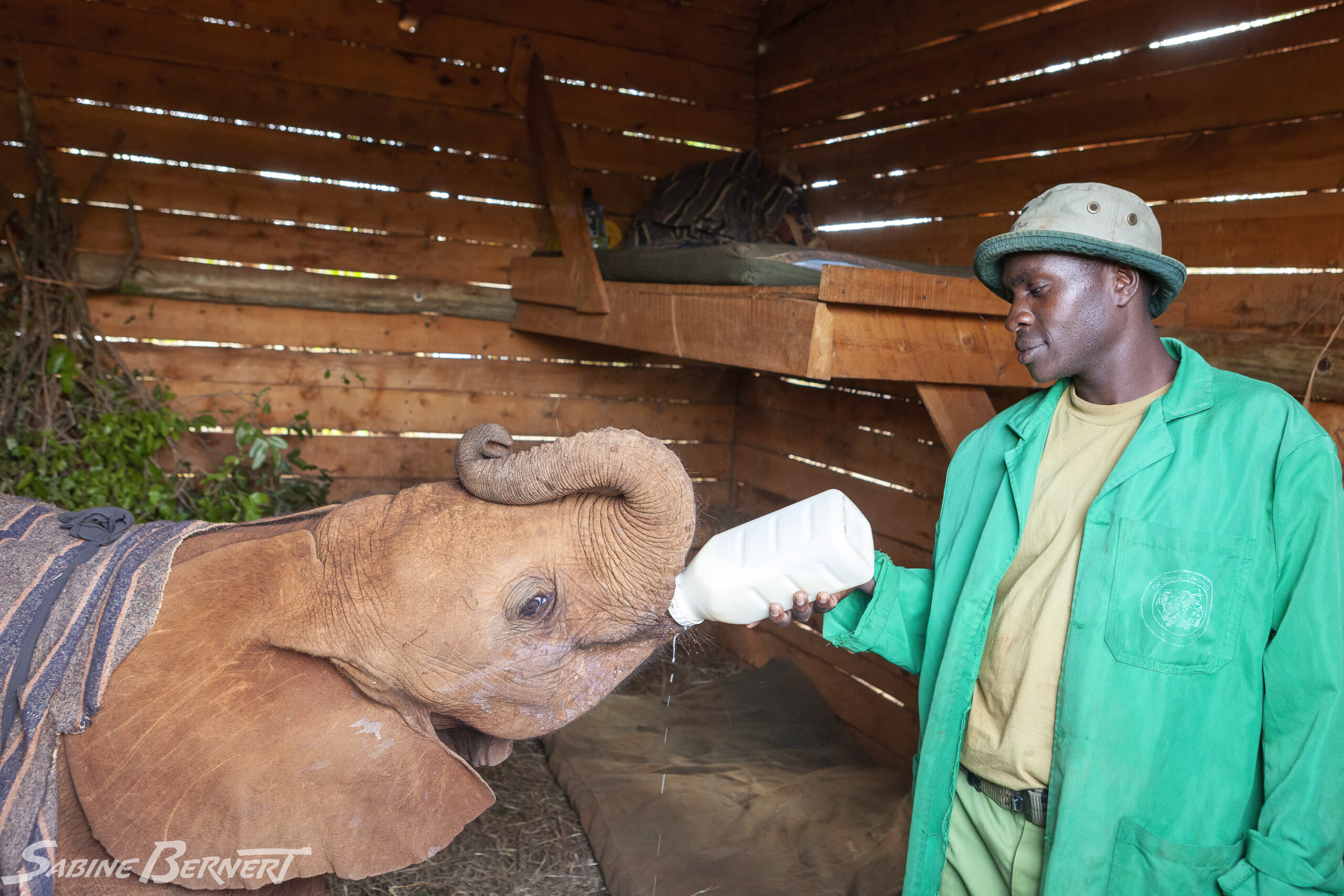 Un éléphanteau de savane d'Afrique au David Sheldrick Wildlife Trust, Kenya. Le Trust recueille les éléphanteaux orphelins et les élève avant de les relâcher dans des reserves.