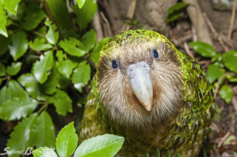 Perroquet Kakapo, Nouvelle-Zélande
