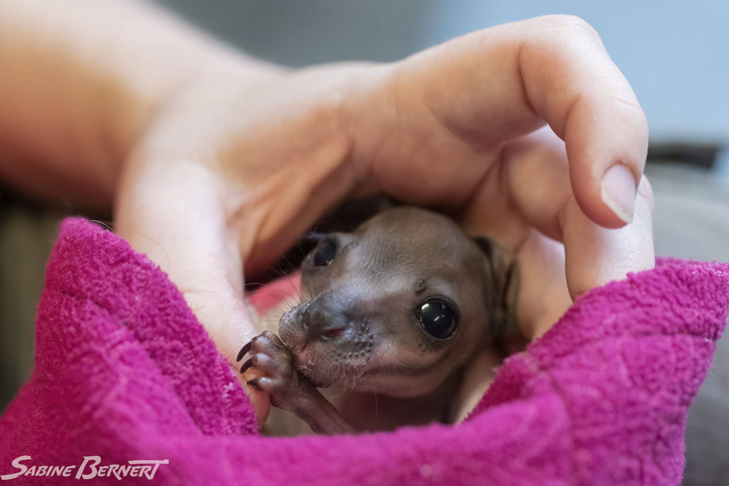 Un bébé wallaby élevé par Blair au Moonlit Sanctuary