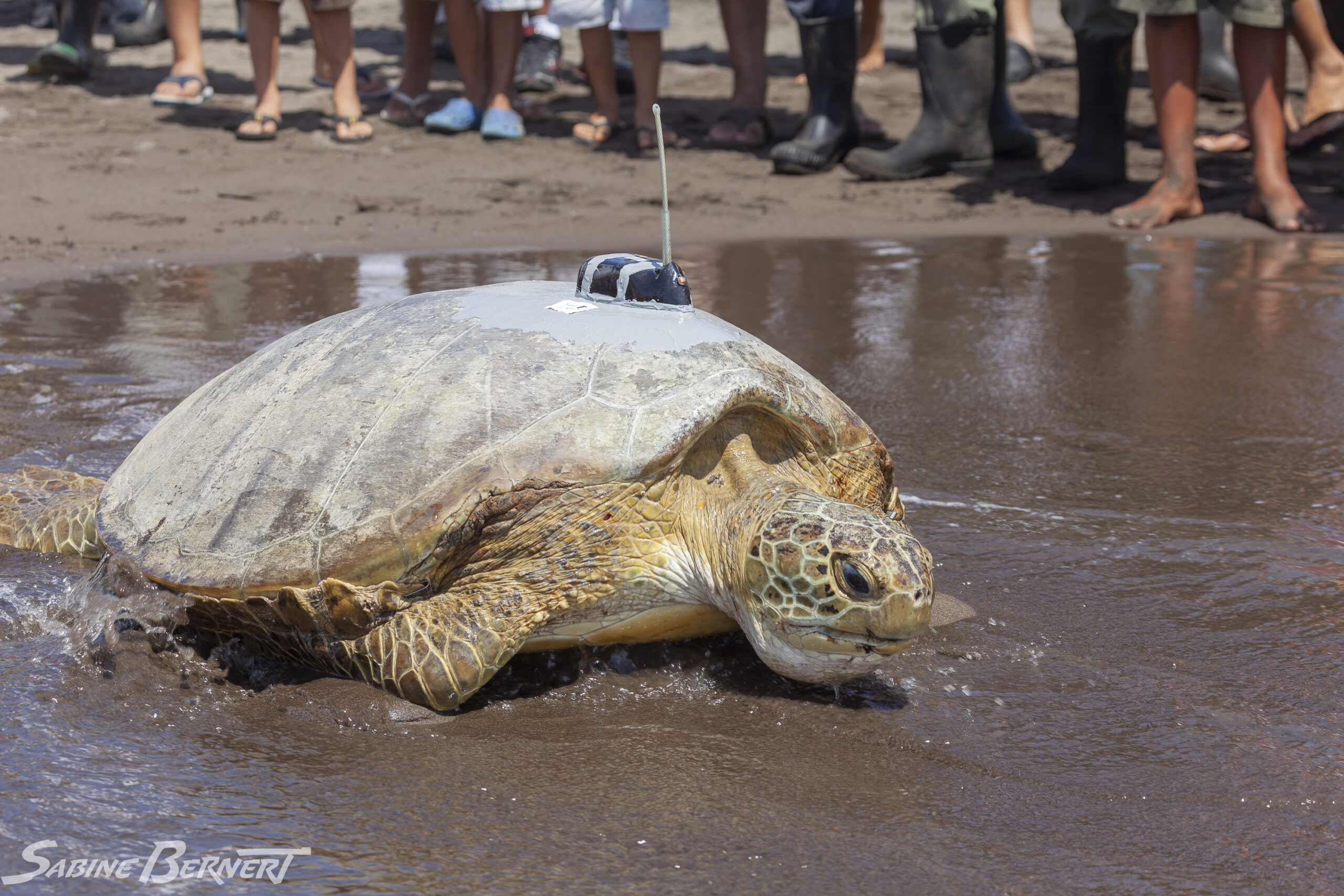 Sea Turtle Conservancy / Caribbean Conservation Corporation