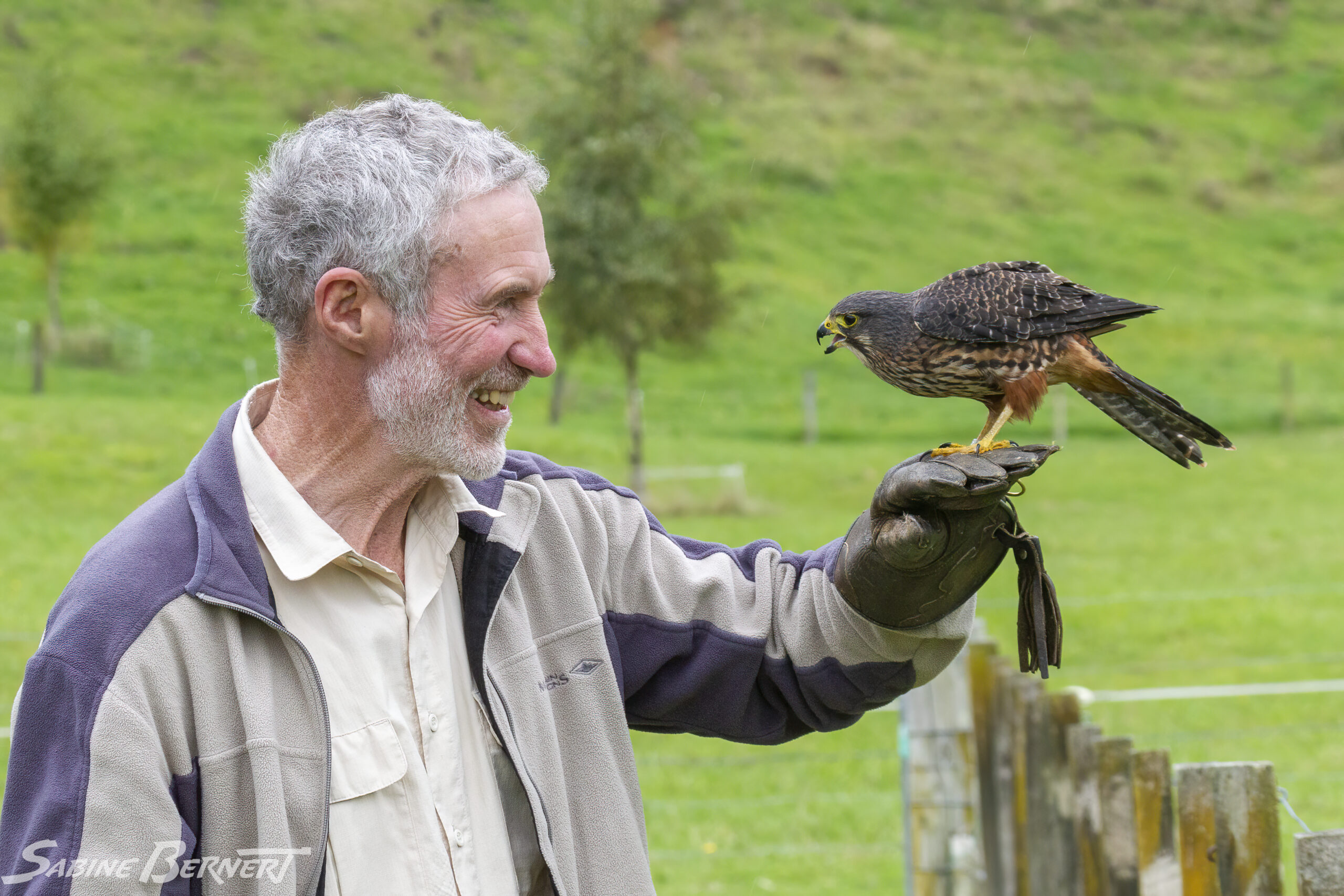 Les Moran et un faucon, Nouvelle-Zélande